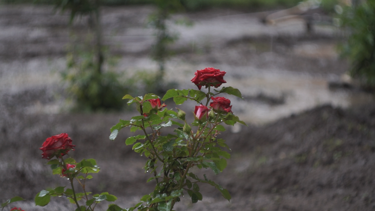 C0055-0004.png
