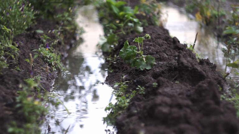 shallow dof farming growth-0003.png