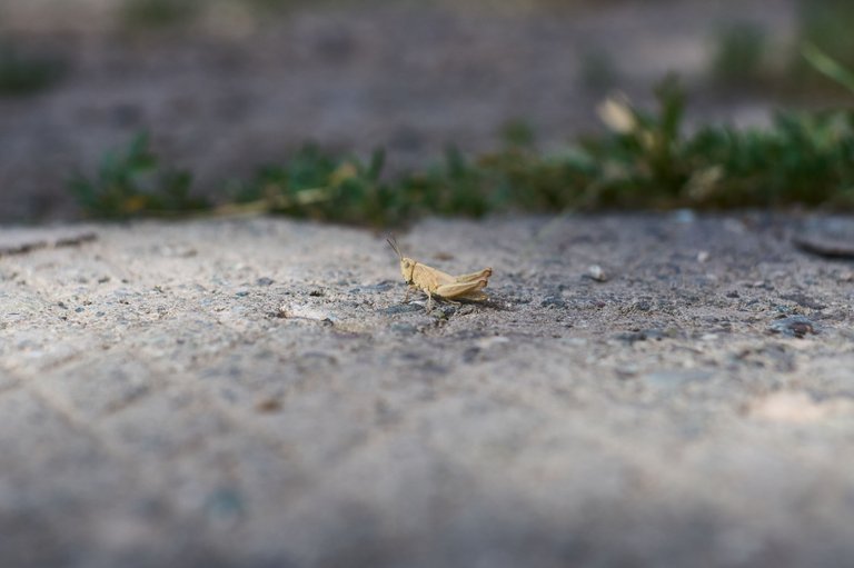 DSC07900.jpg