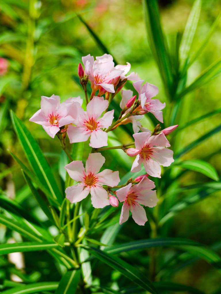 Who would think that I could eat a poisonous flower... this one is poisonous, isn't it?