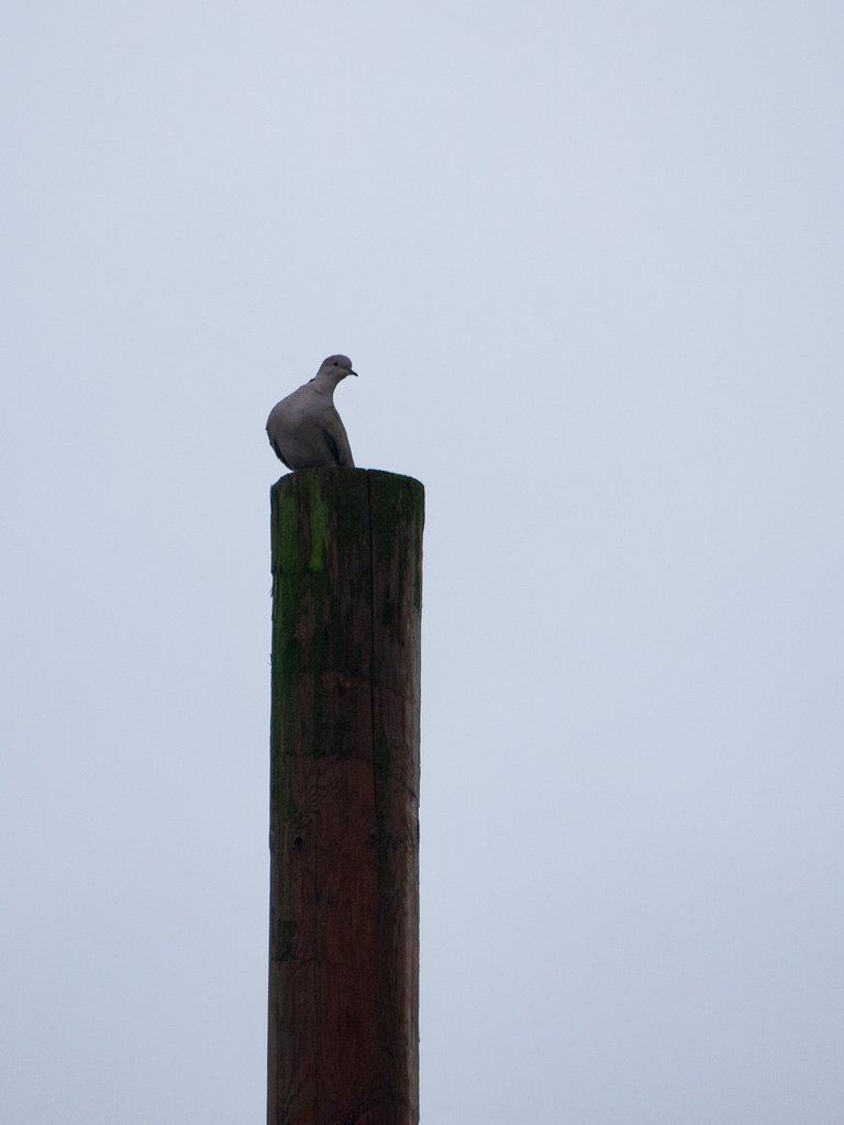 Collared dove, Turkish collared dove or Havanan dove (Streptopelia decaocto)