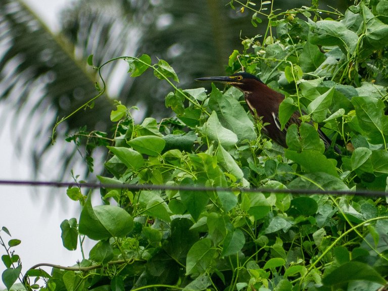 Rufescent tiger heron (Tigrisoma lineatum)