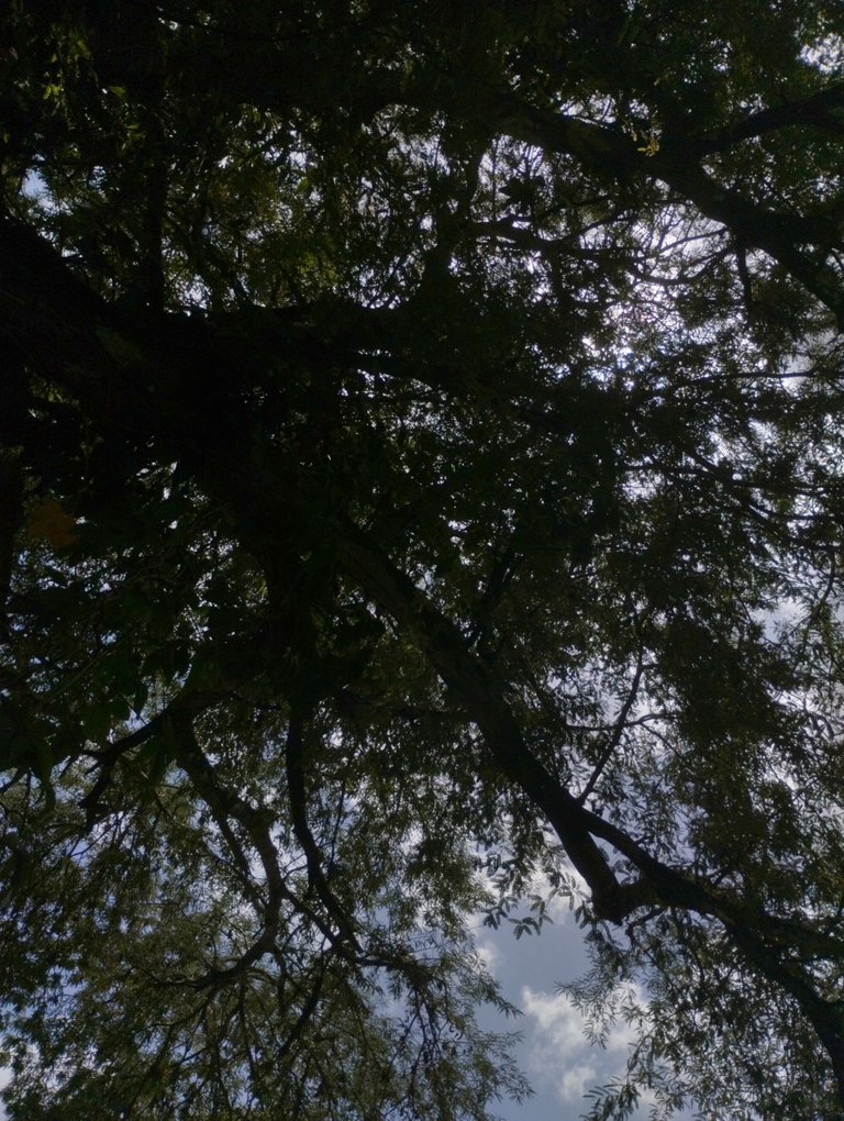 Of course, I also looked up for a long time (I saw nothing but leaves and more leaves)