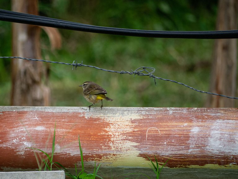 This little guy surprised me by the second shot