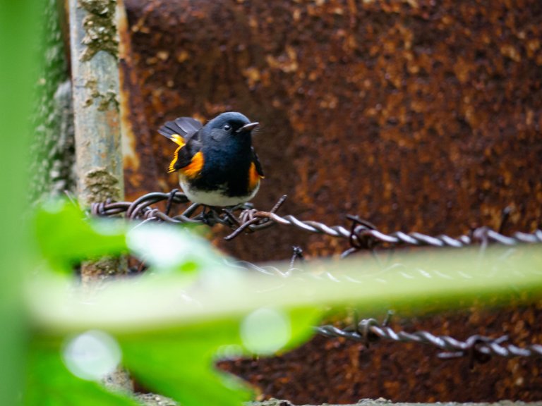 American redstart (Setophaga ruticilla)
