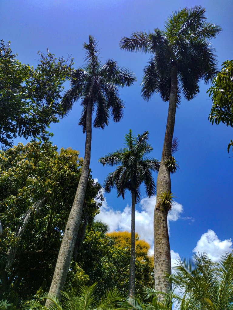 Until I finally saw them. Royal palms, sacred trees. Majestic, haughty, silent but resilient. Like someone I know and it makes me feel lucky. 