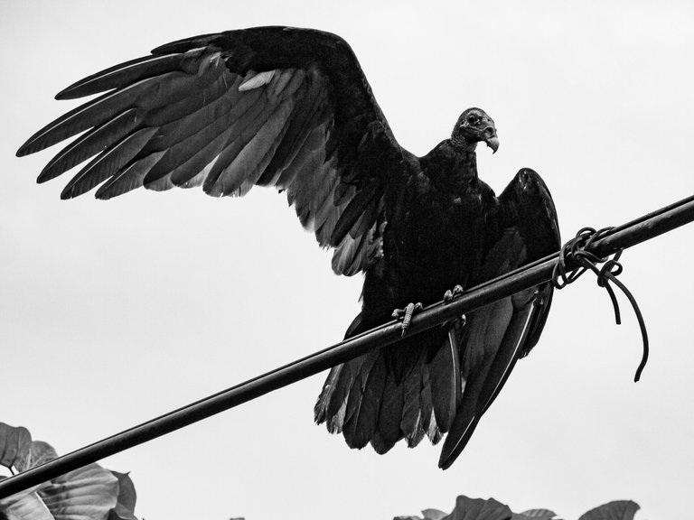 _1360933.JPG