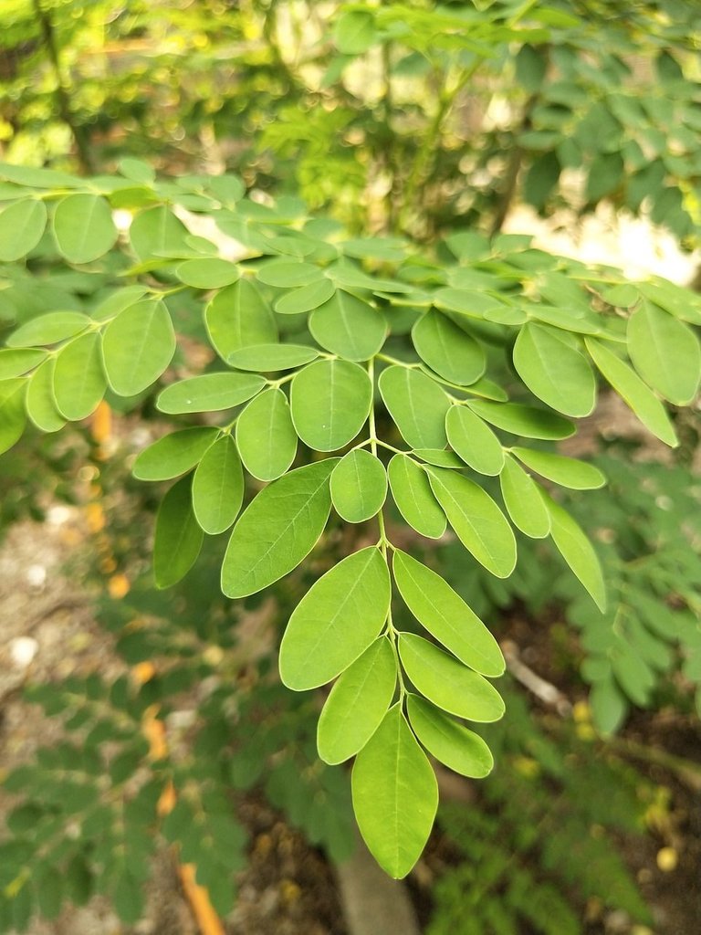 moringa-oleifera-4143419_1280.jpg