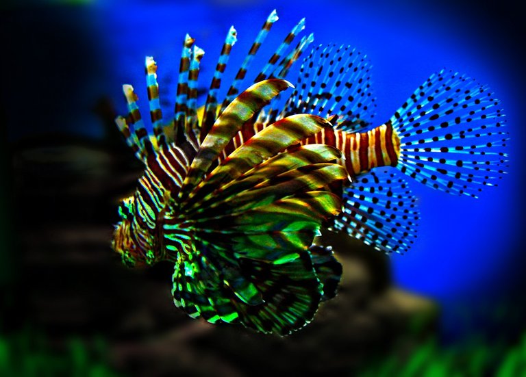 lionfish.jpg