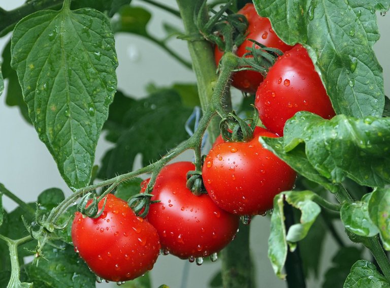 tomatoes-ge42c061b6_1920.jpg