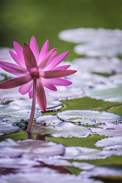 water-lily-g033050880_640.jpg