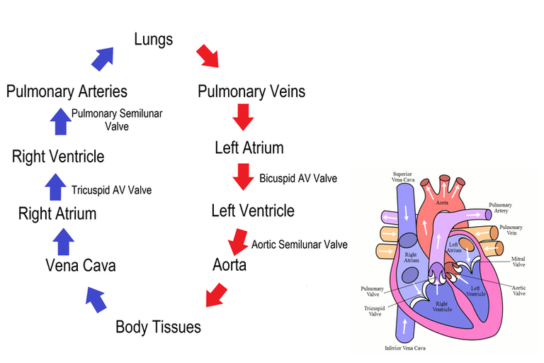 800px-Circulation_of_blood_through_the_heart.png