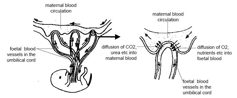 Anatomy_and_physiology_of_animals_Maternal_and_foetal_blood_flow_in_the_placenta.jpg