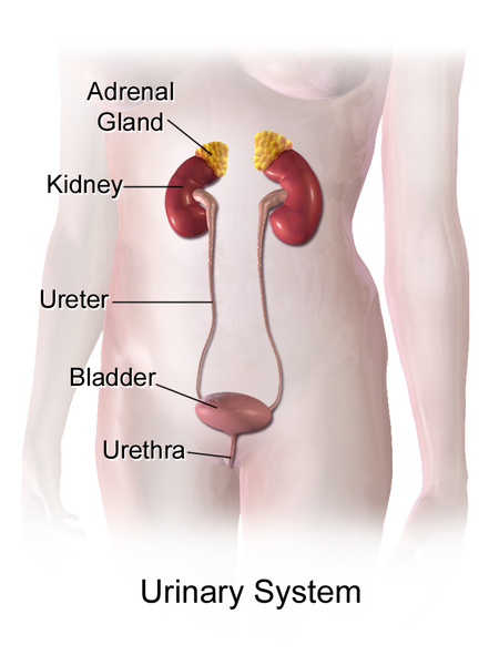 450px-Urinary_System_(Female).png