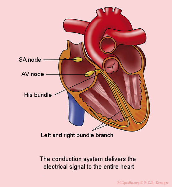 Conduction_system_en_(CardioNetworks_ECGpedia).png