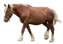 horse.png