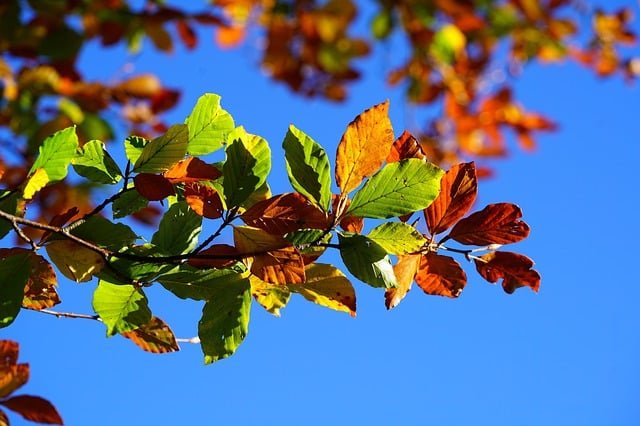 autumn-leaves-2822593_640.jpg