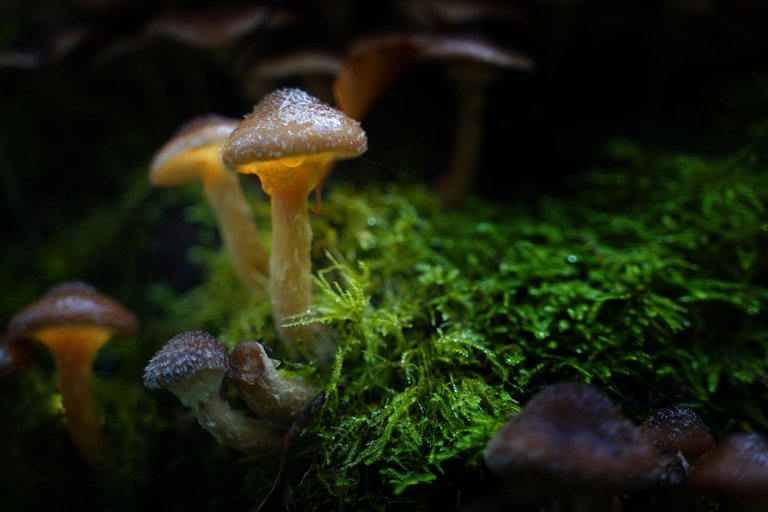 Magic Mushrooms 2.jpg