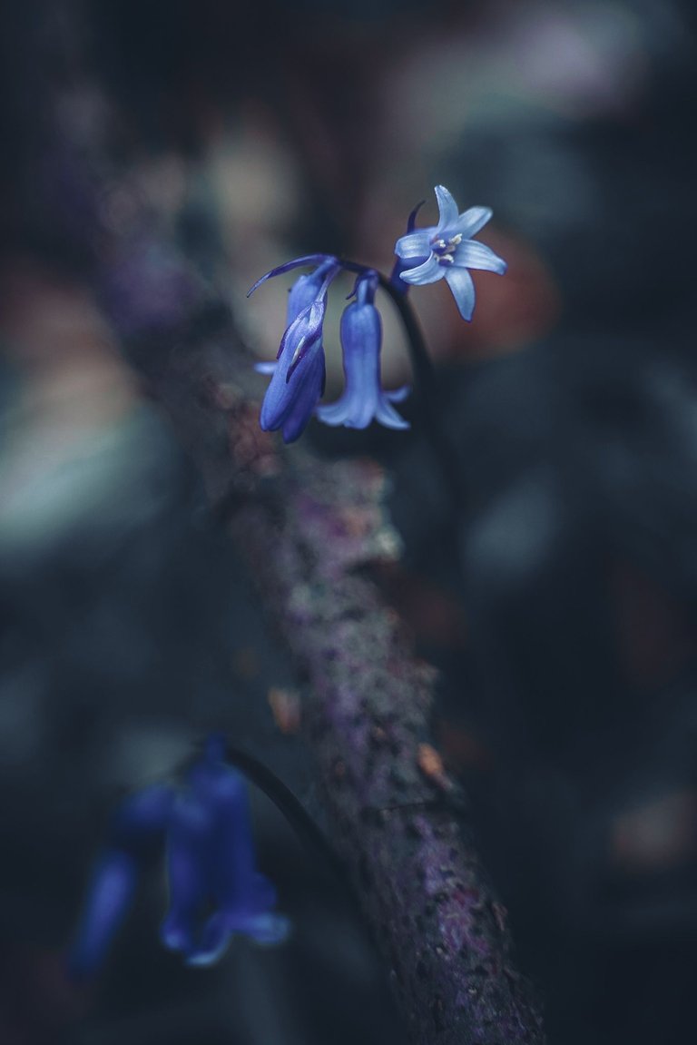 Blue 3(2).jpg