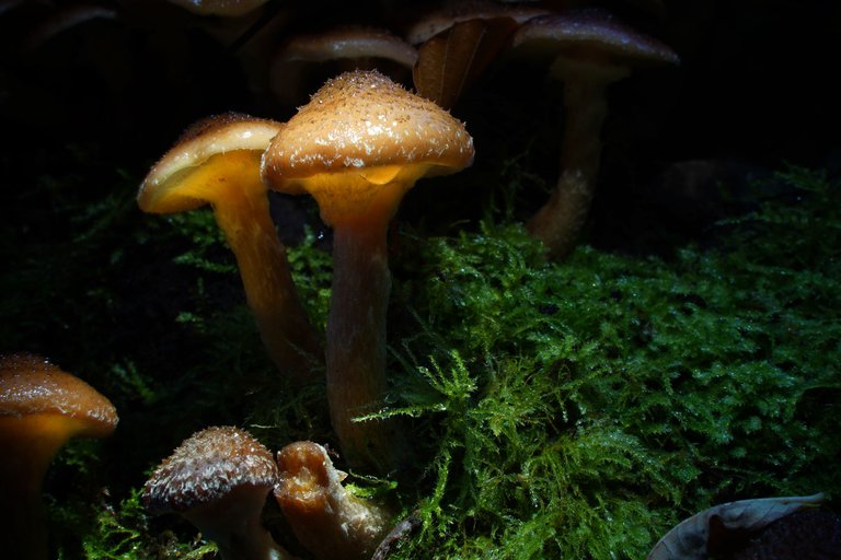 Magic Mushrooms 3.jpg