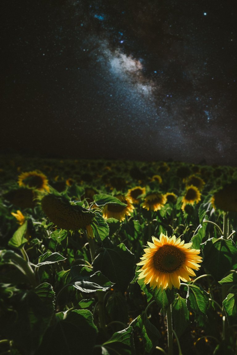 Sunflower and stars 1 (1).jpg