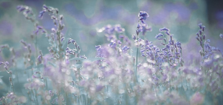 Bluebell 10(1).jpg