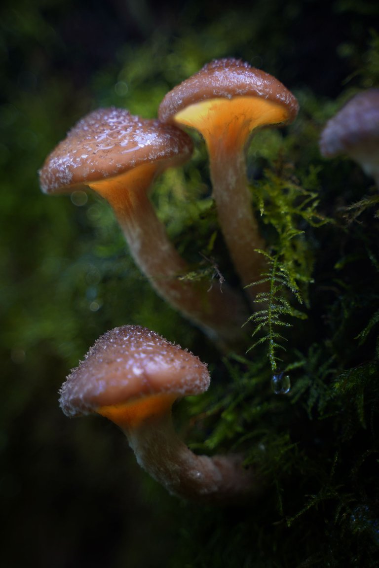 Magic Mushrooms.jpg