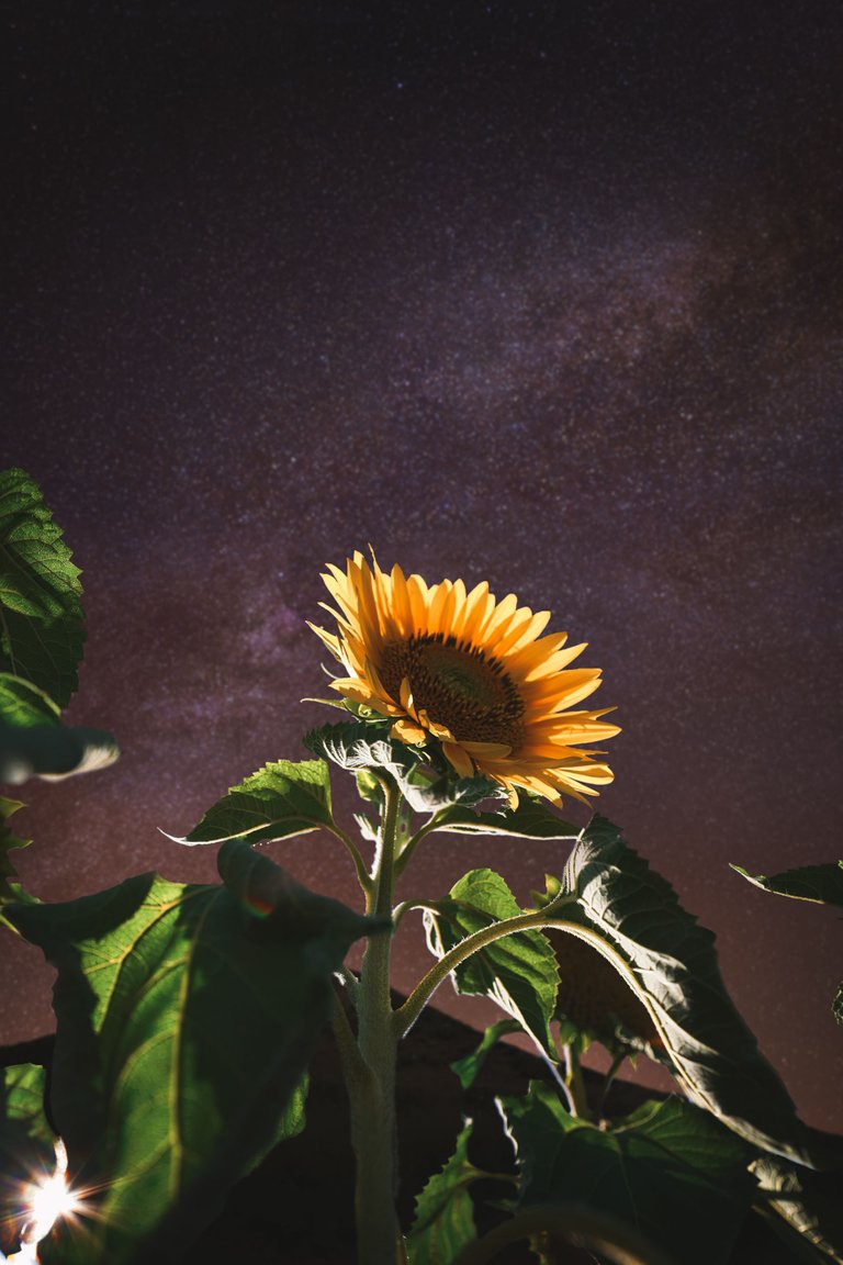 Sunflower and stars 2.jpg