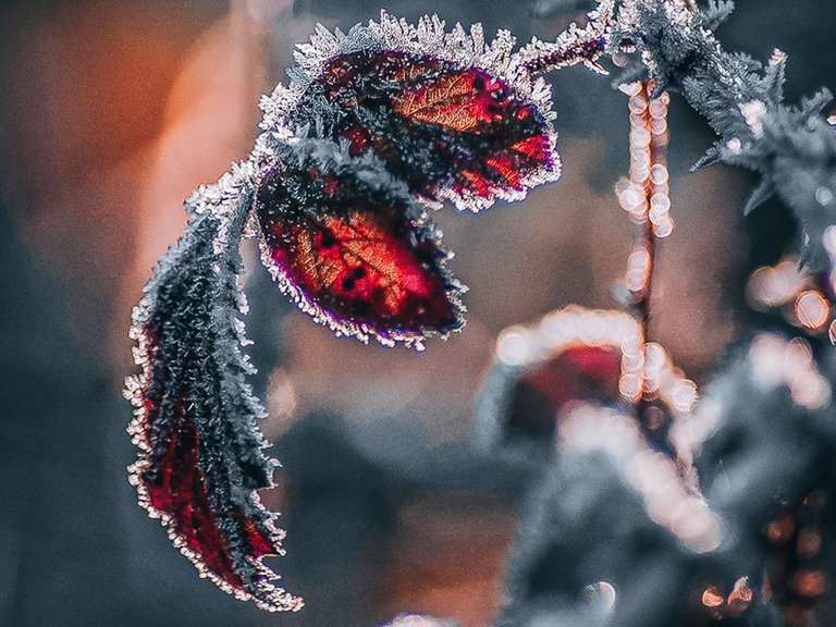 FROST COVERED LEAVES by Neil Rushby(1)(1).jpg