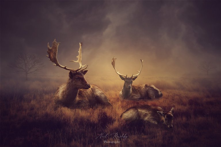 Deer 2.jpg