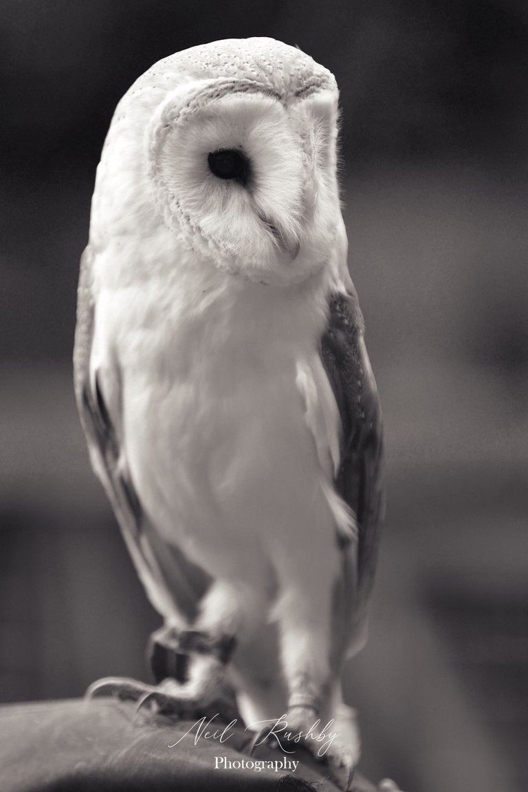 Owl 16 mono.jpg