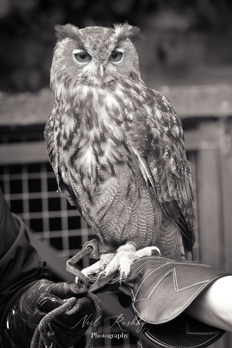 Owl 17 mono.jpg