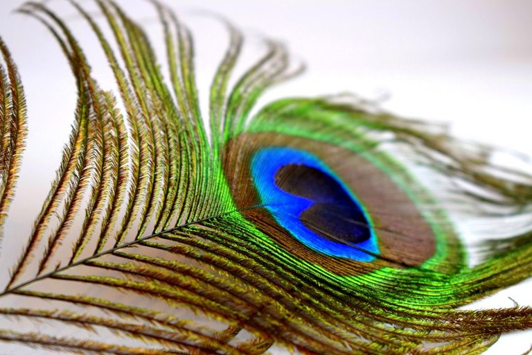 peacock-5202751_1280.jpg