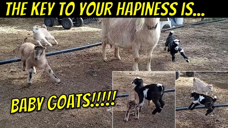 baby goats short 1.jpg