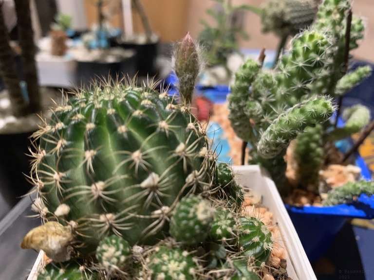 Thailand-Cacti-003.jpg