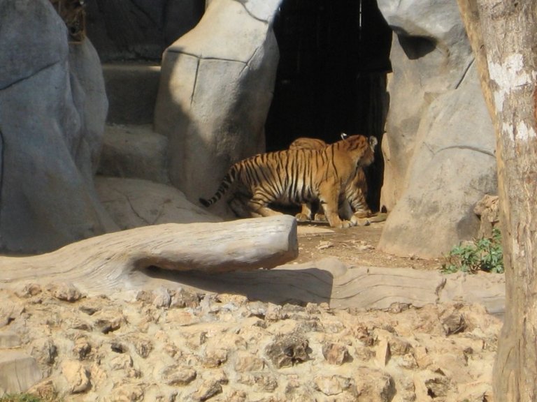 tigers-2011-thailand-001.jpg