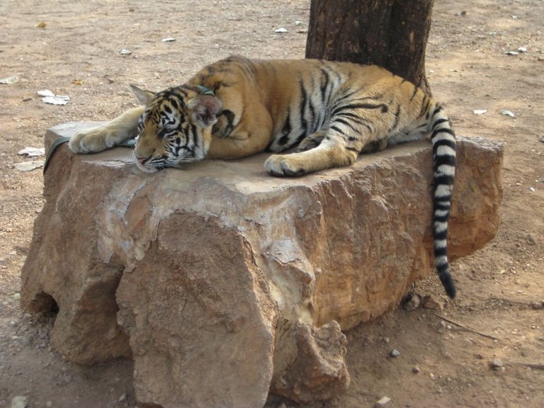 tigers-2011-thailand-003.jpg