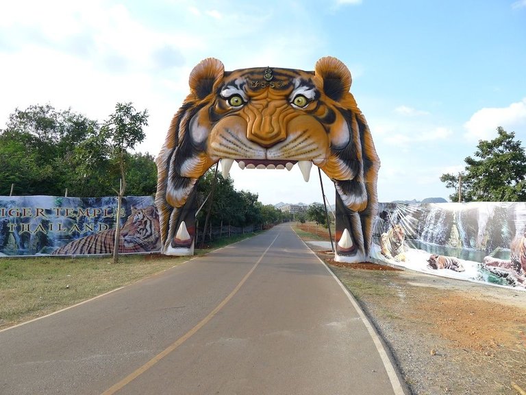 tigers-2011-thailand-013.jpg