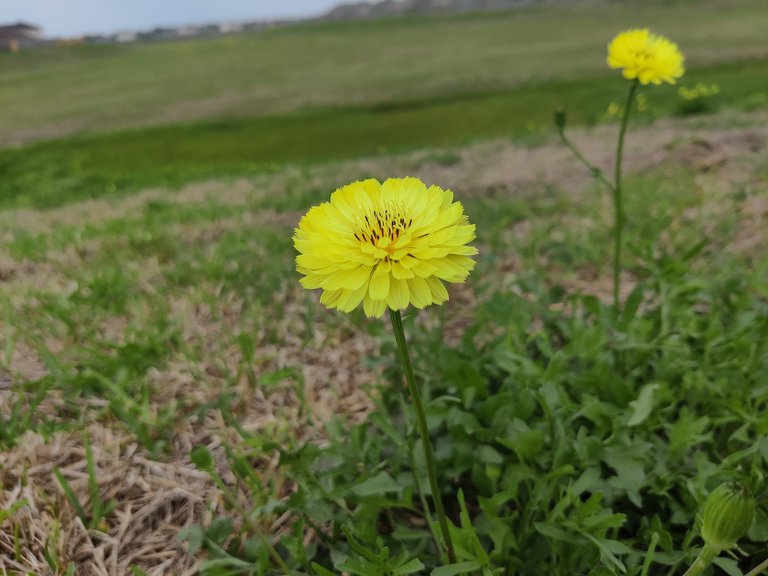 Dandelion flower.jpg