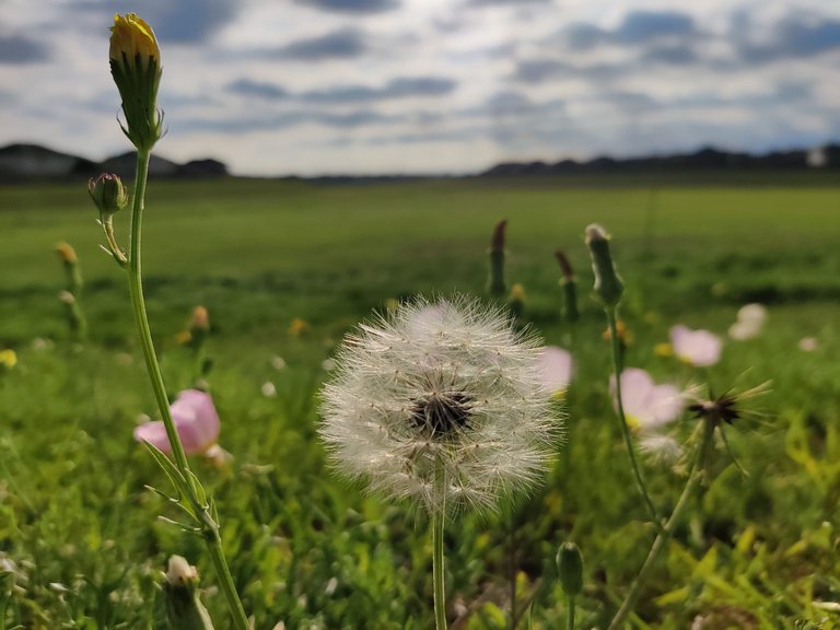 Dandelion.jpg