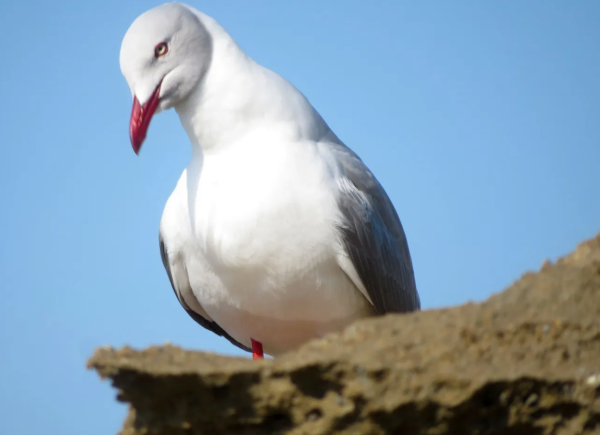 gull.png