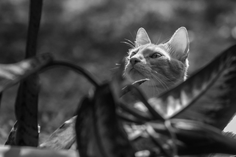 _MG_5995.jpg