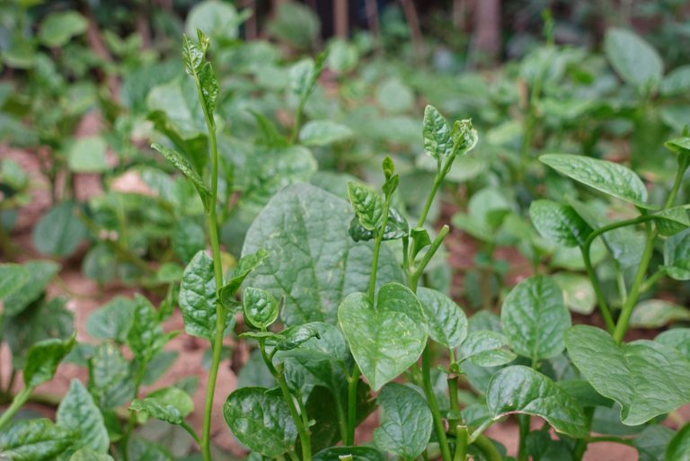 Malabar spinach