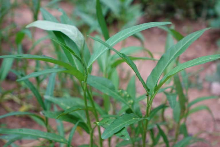 Water spinach