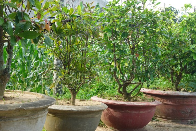Some apricot trees in corner of yard