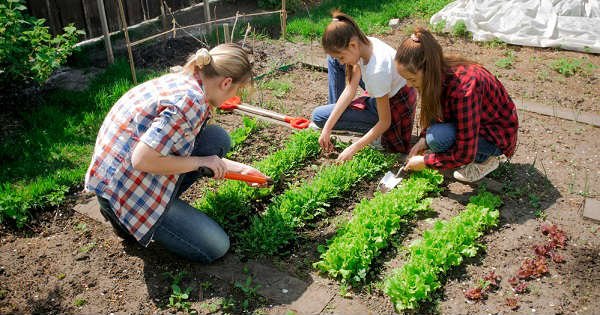 cultivar-vegetales-casa.jpg