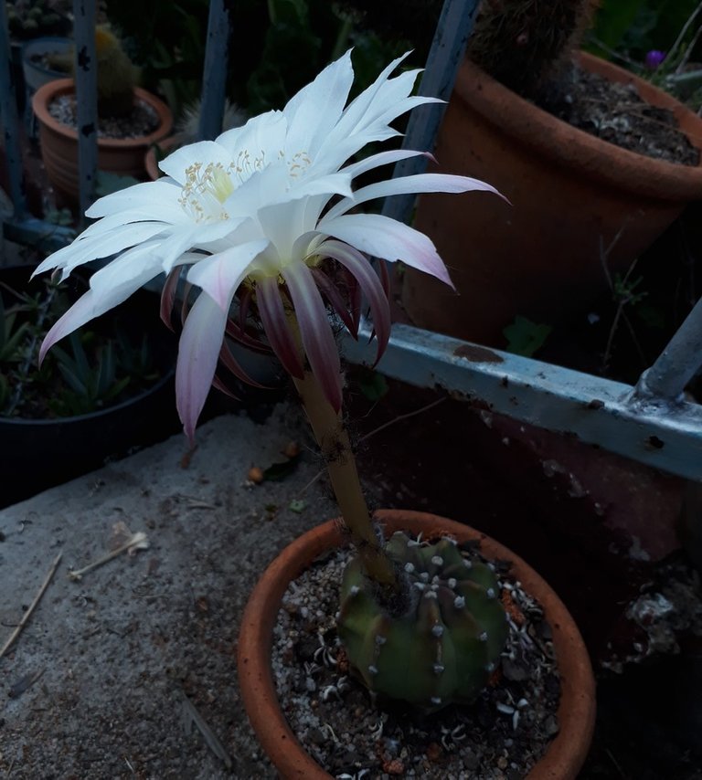 echinopsis3.jpg