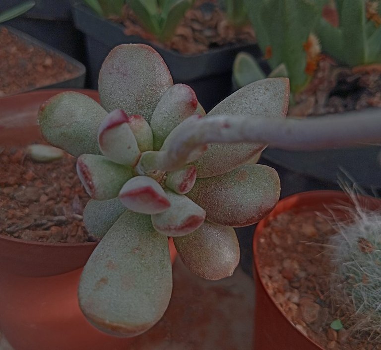 adromischus schuldtianus.jpg