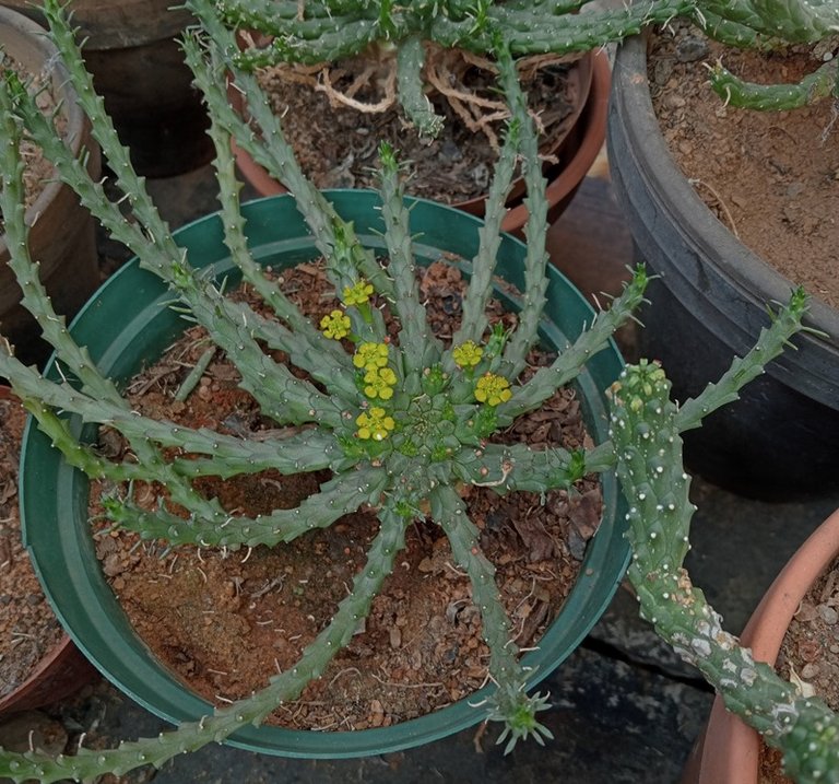 euphorbia flanaganii.jpg