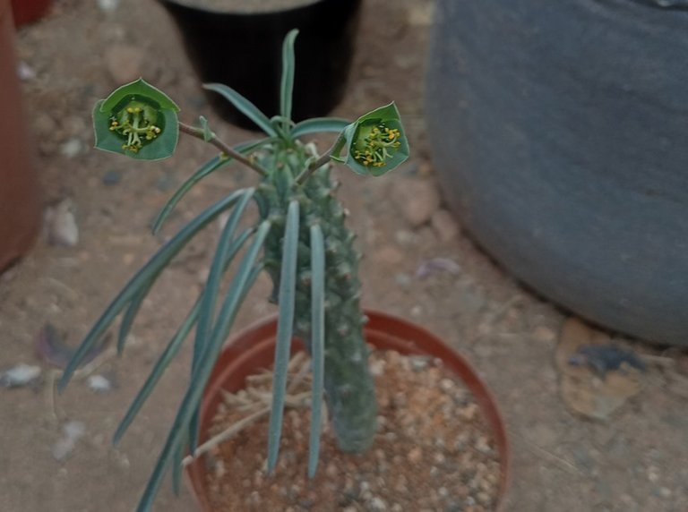 Euphorbia clava.jpg